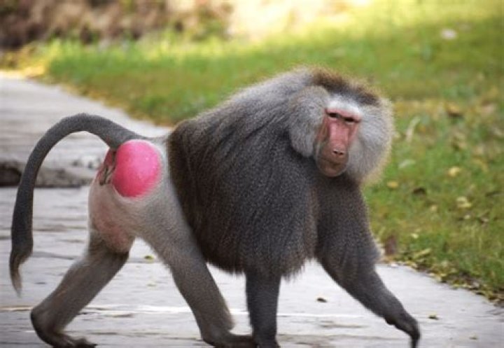 Baboon Butt: Understanding the Fascinating World of Primate Anatomy
