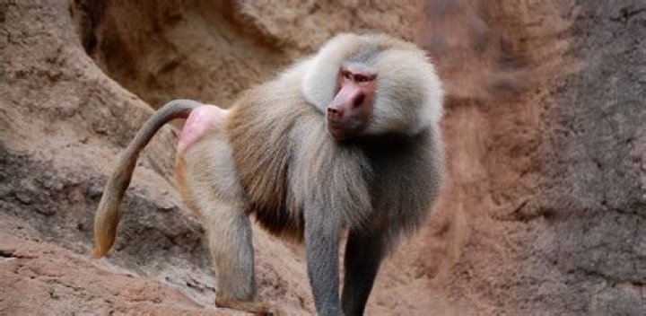 Baboon Buttocks: Understanding Their Unique Features and Significance