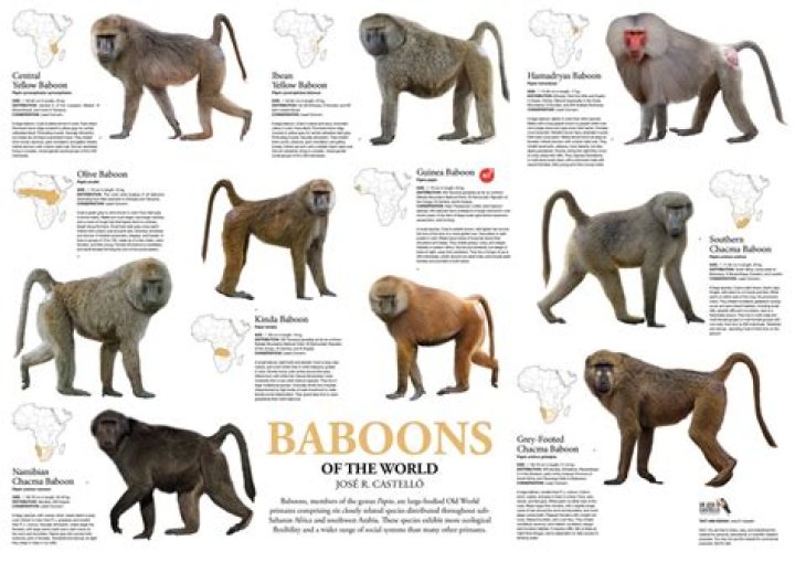 Baboons: The Fascinating Primates of the Wild