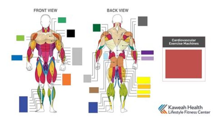 Best Workout Routines in Maplewood: A Comprehensive Guide to Staying Fit