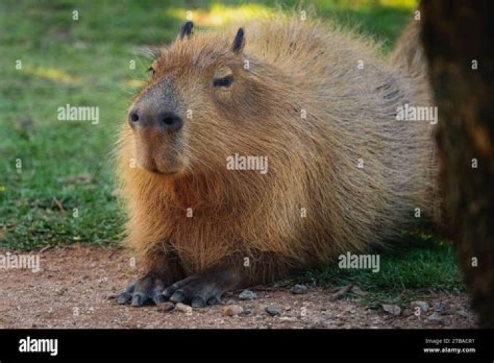 Glen Powell Capybara: Unveiling the Connection Between Hollywood's Rising Star and the World's Largest Rodent