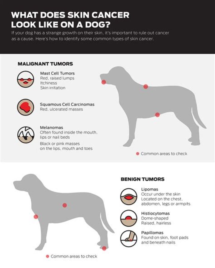 Skin Tags on Dogs and Cancer: What Every Pet Owner Should Know