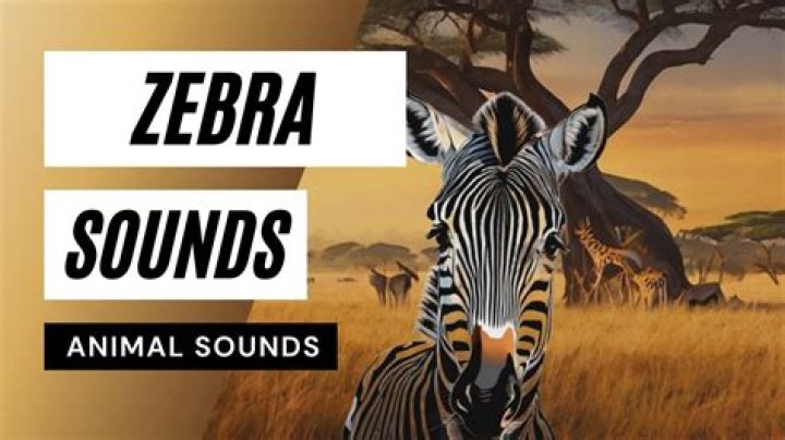 The Fascinating Sound of Zebra: What You Need to Know