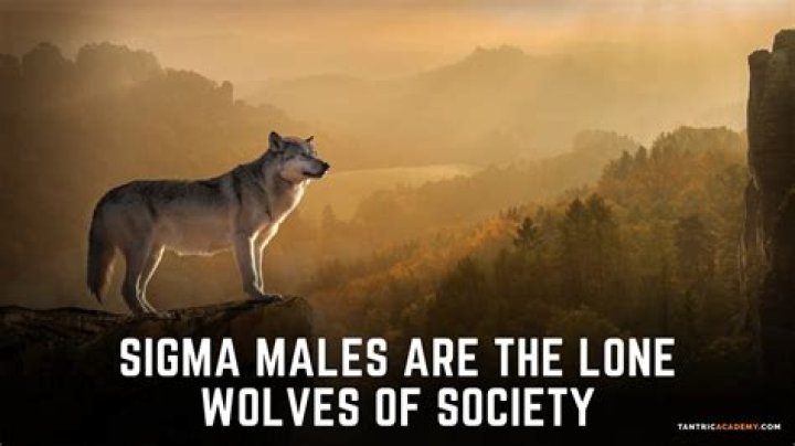 The Lonely Wolf Meme: A Cultural Phenomenon Explained