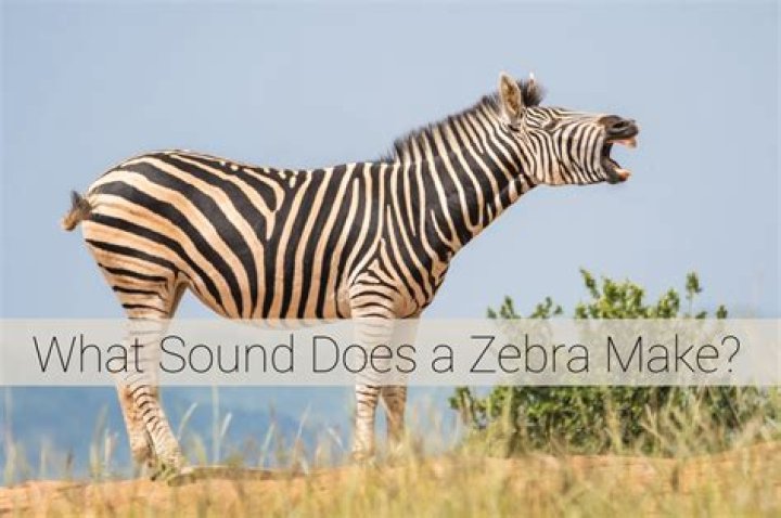 What Noise Does a Zebra Make? Discovering the Sounds of These Striped Mammals