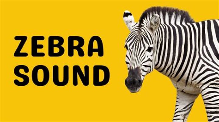 What Sounds Do Zebras Make? A Comprehensive Guide to Zebra Communication